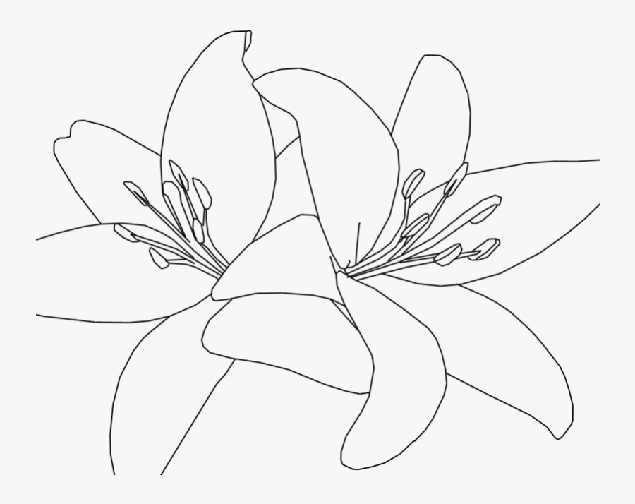 Tiger Lilies Drawing At - Lilies Drawing Transparent, Transparent Clipart