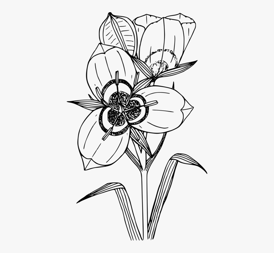 Symmetry,monochrome Photography,petal - Sego Lily Line Art, Transparent Clipart