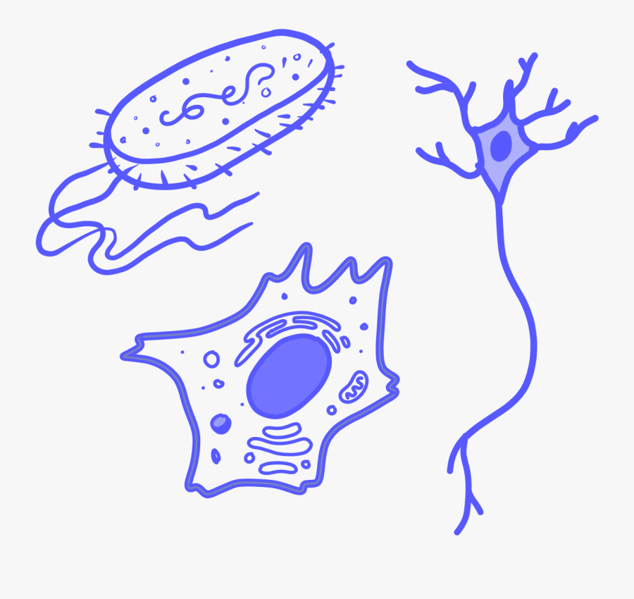 Image Of Different Types Of Cells Colored In Blue,, Transparent Clipart