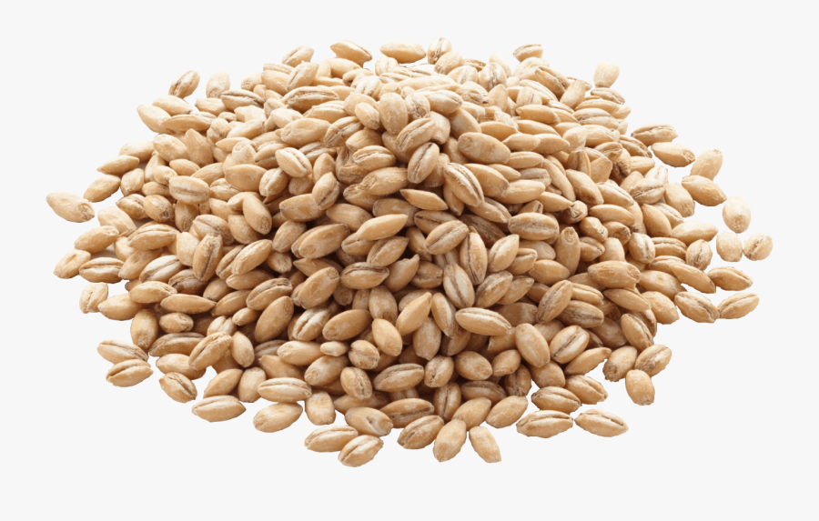 Barley Png Image - Barley Grains, Transparent Clipart