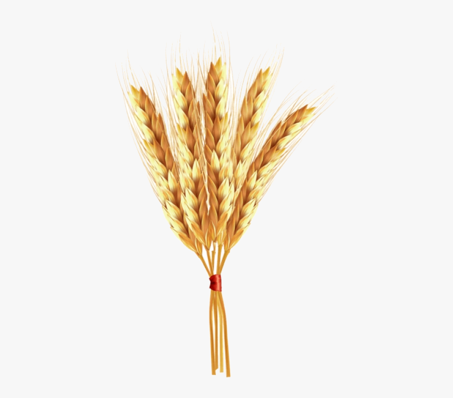 Wheat Clipart Clear Background Einkorn Transparent - Wheat Clip Art, Transparent Clipart