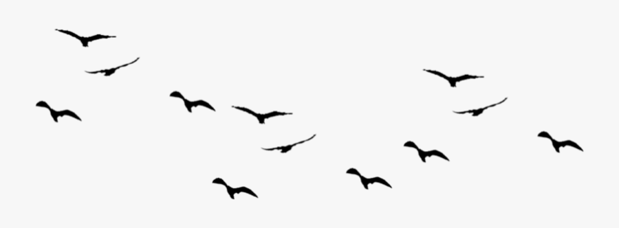 Ocean Birds Png Free Download - Birds Images Hd Png, Transparent Clipart