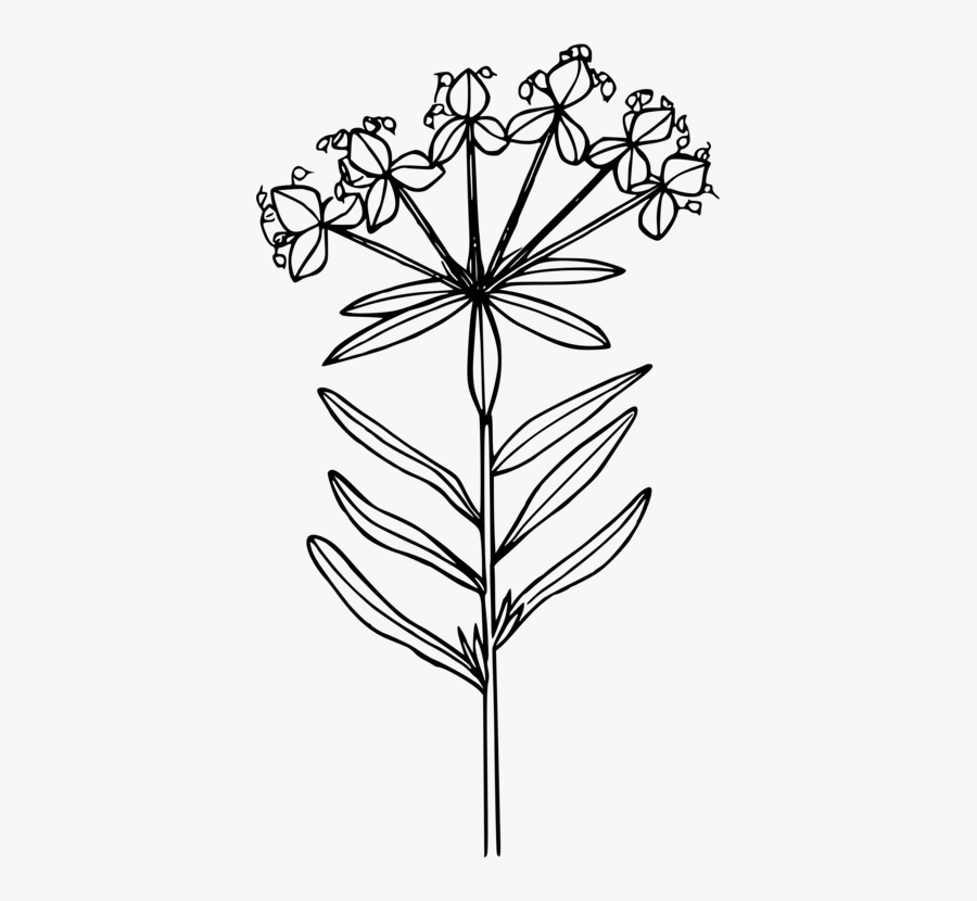 Line Art,plant,flora - Leafy Spurge Black And White, Transparent Clipart