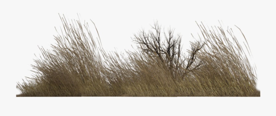 #grass #deadweeds #weeds @doloresgouveia - Dead Grass Transparent Background, Transparent Clipart