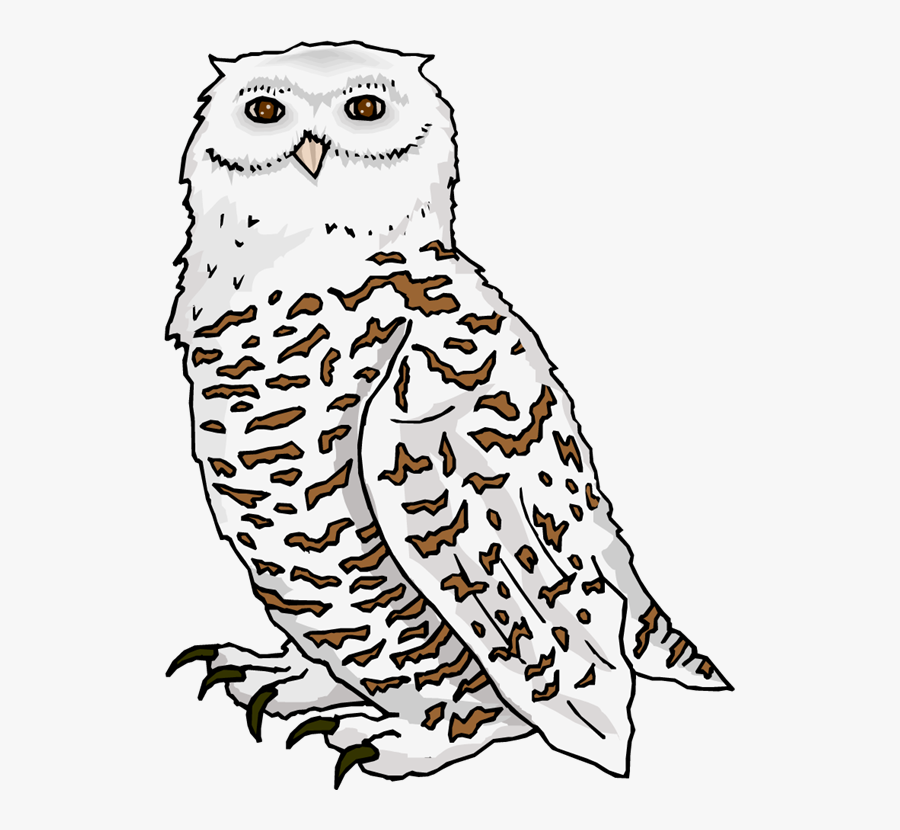 Snowy Owl Clipart Branch - Snow Owls Clip Art, Transparent Clipart