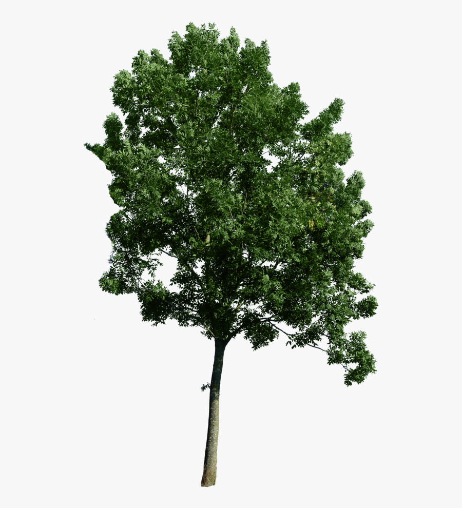 Use As A Tree Corner - Tree Png For Photoshop, Transparent Clipart