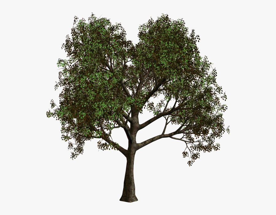Forest Tree Png Clipart - Forest Tree Transparent Background, Transparent Clipart