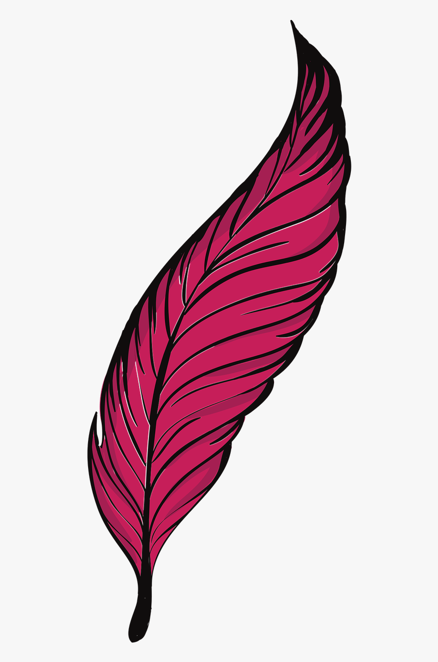 Feather Clipart Quill Sketsa  Gambar Bulu  Burung Free 
