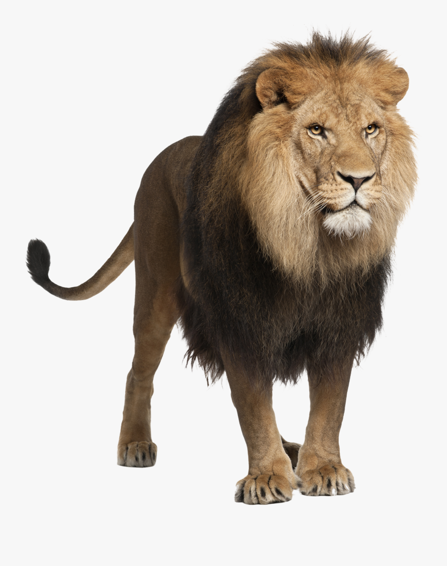 Hd Lion-png Photo - Lion With Transparent Background, Transparent Clipart