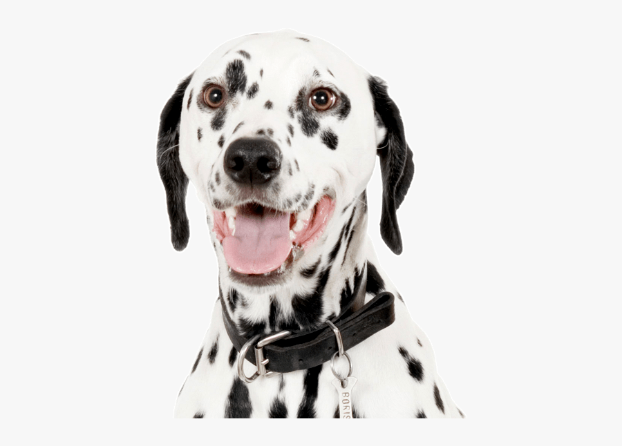 Clip Art Purebred Dalmatian - Heineken And Dog, Transparent Clipart