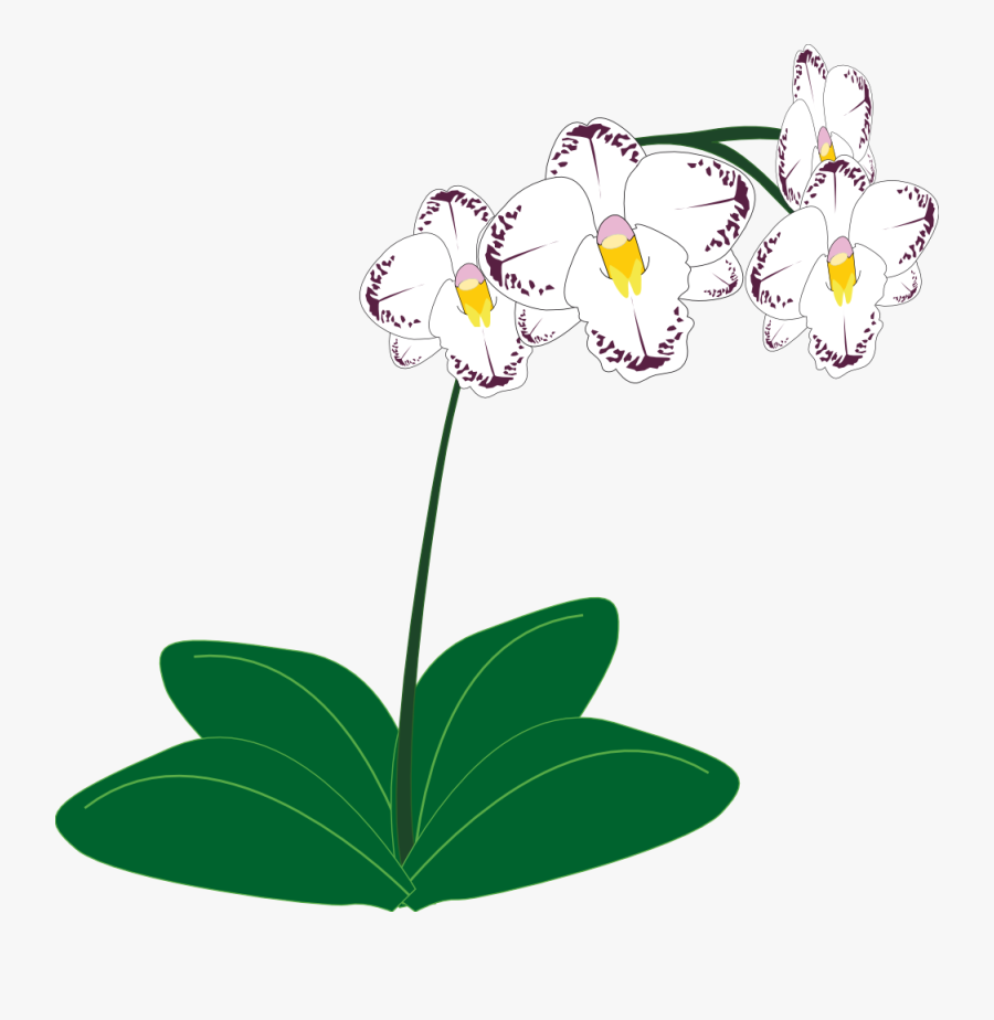 Free To Use Public Domain Orchid Flower Clip Art - Orchids Plants Clipart, Transparent Clipart