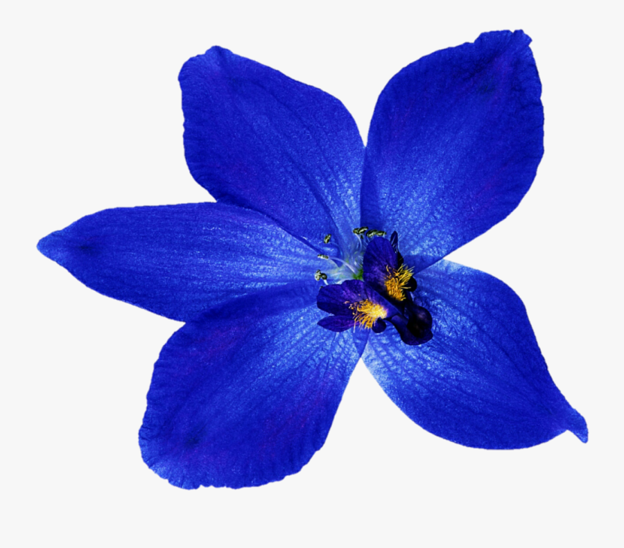 Orchid Clipart Deep Blue - Blue Orchid Clip Art, Transparent Clipart