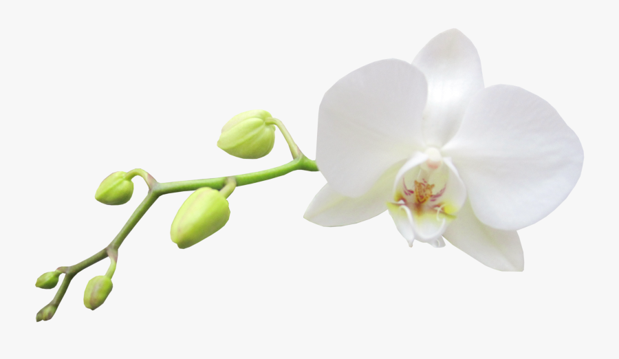 Orchid Image Free White Transparent Background Orch - White Transparent Background Orchid, Transparent Clipart