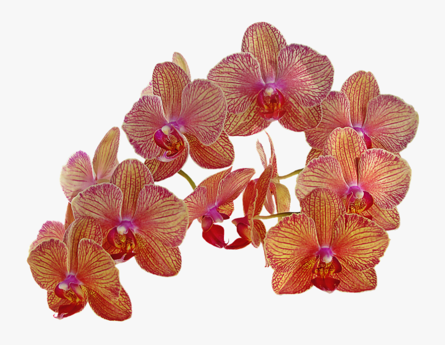 Vintage Flower Orchid Clipart - Orchid Vintage Png, Transparent Clipart