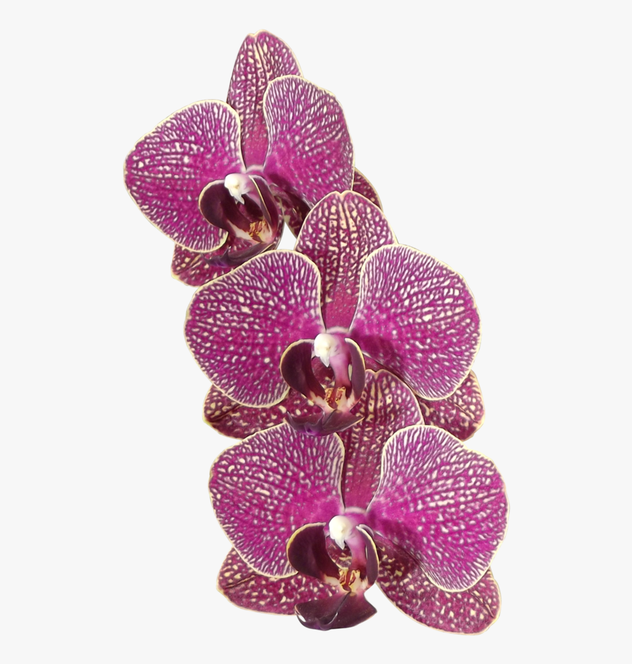Orchid Flowers 1 Png By Adagem - Orchids, Transparent Clipart