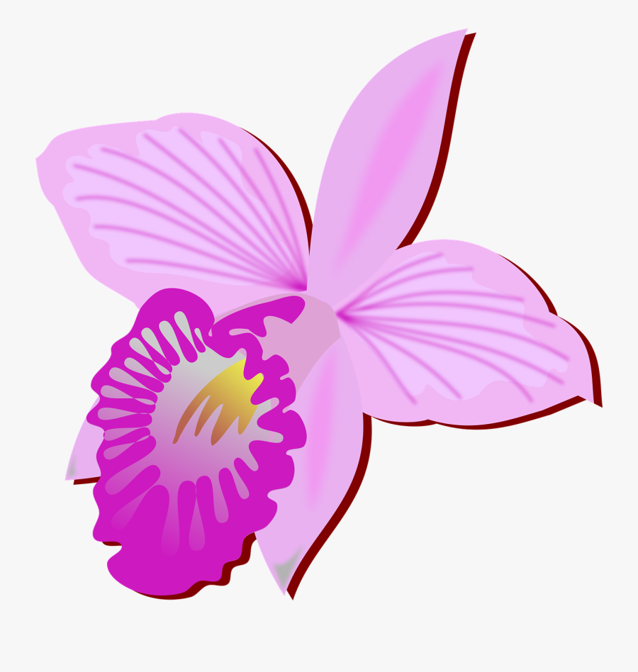 Bamboo Orchid Cut Flowers Drawing Orchids - Orchid Flower Drawing Clipart, Transparent Clipart