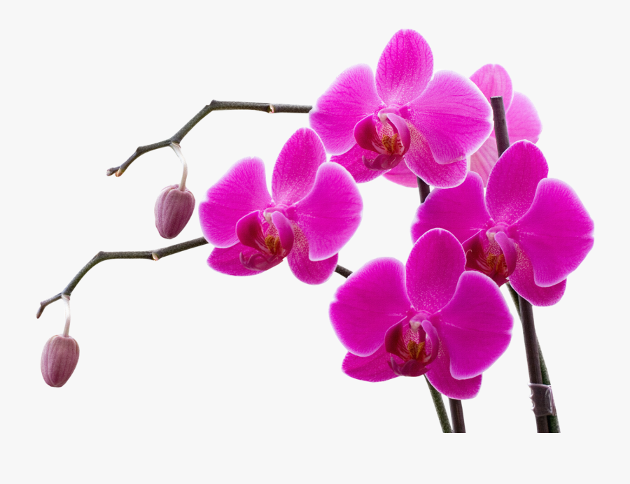 Orchid Clipart Live - Orchid Flower Clip Art, Transparent Clipart