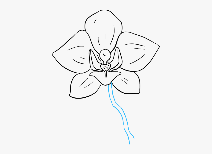 Clip Art Orchids Drawing - Orchid Flower Drawing Easy, Transparent Clipart