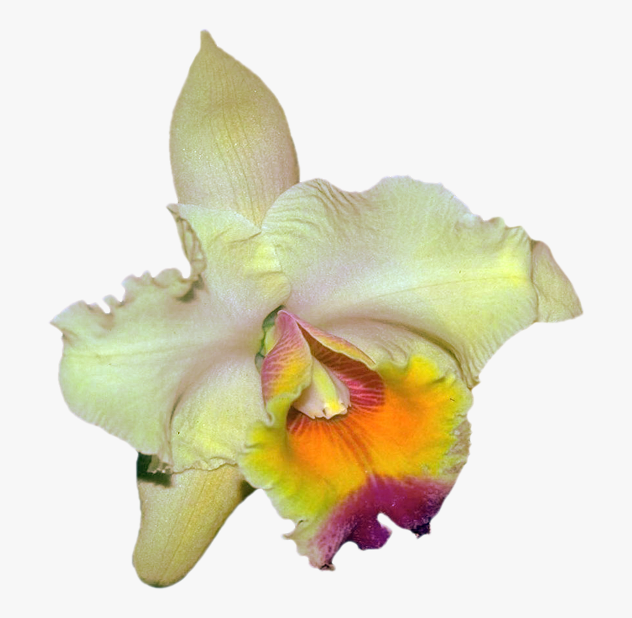 Png Клипарт "beautiful Orchids Flower - Christmas Orchid, Transparent Clipart