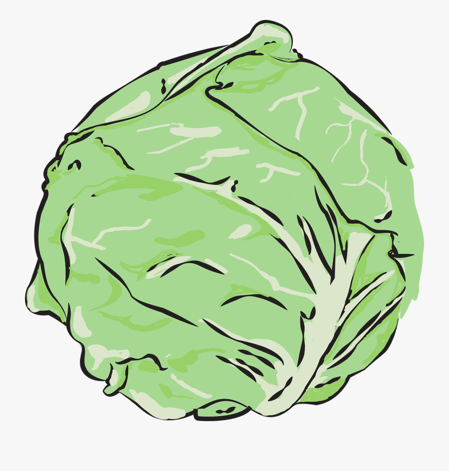 Similar Images For Cabbage Png - Cabbage Vector Png, Transparent Clipart