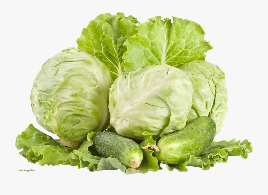 Now You Can Download Cabbage Icon Clipart - Kubis Png, Transparent Clipart