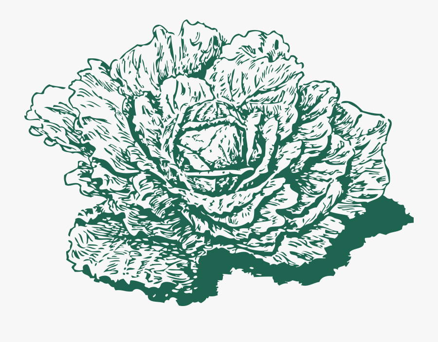 Rose Order,monochrome Photography,petal - Collard Green Clip Art, Transparent Clipart