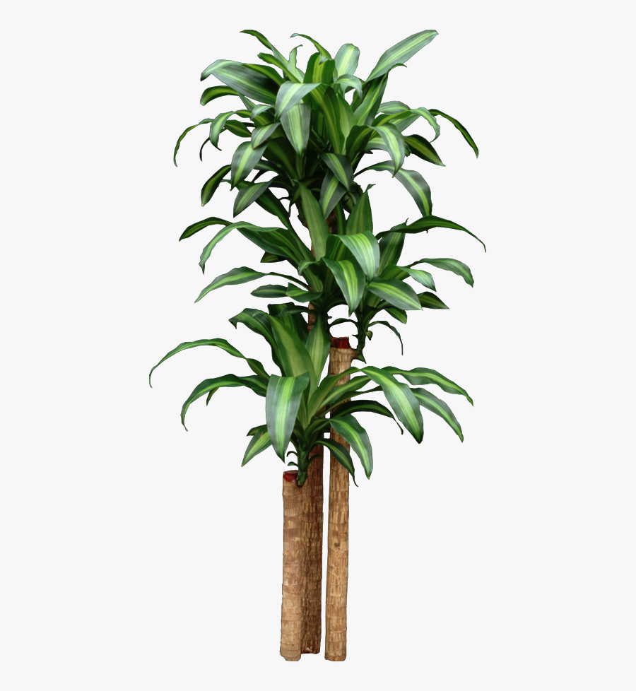 Clip Art Cornstalk Dracaena - Big Do Corn Plants Get, Transparent Clipart