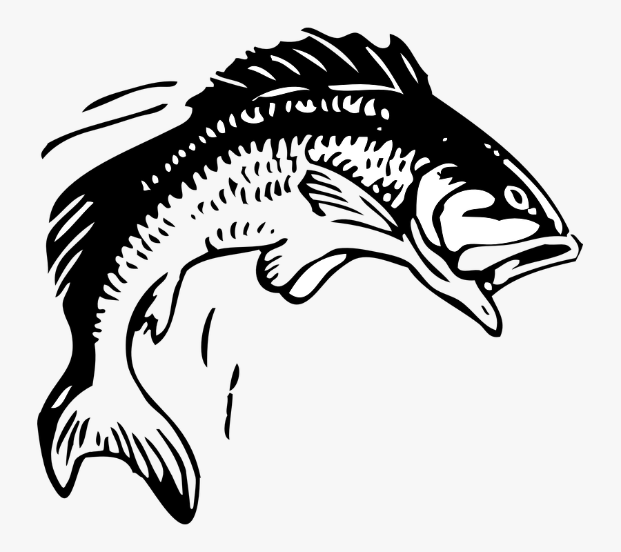 Fisherman Clipart Trout Fishing - Group 11 Rugby League, Transparent Clipart