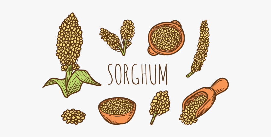 Hand Drawn Sorghum Vectors - Sorgo Png, Transparent Clipart