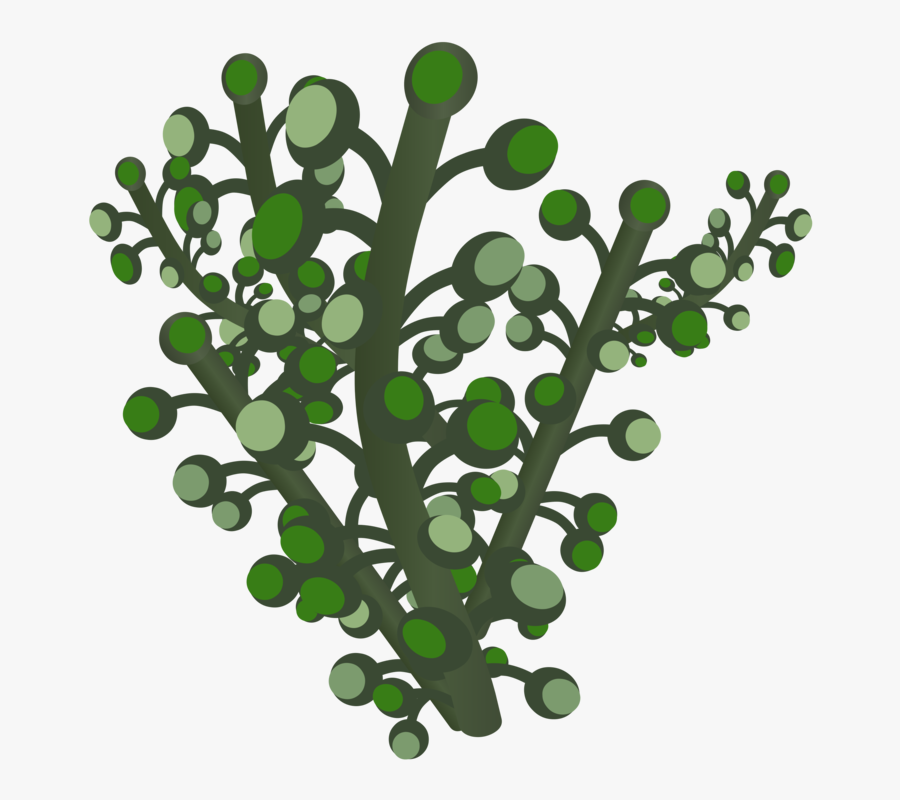 Plant,grass,leaf - California Live Oak, Transparent Clipart