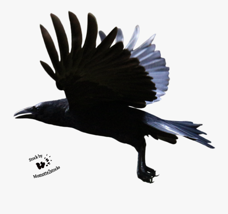 Raven Flying Clipart - Crow Flying Transparent Background, Transparent Clipart
