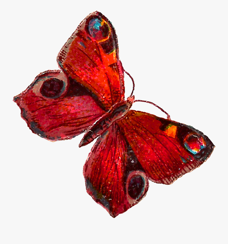 Transparent Butterfly Wings Clipart - Red Butterfly Illustration Png, Transparent Clipart