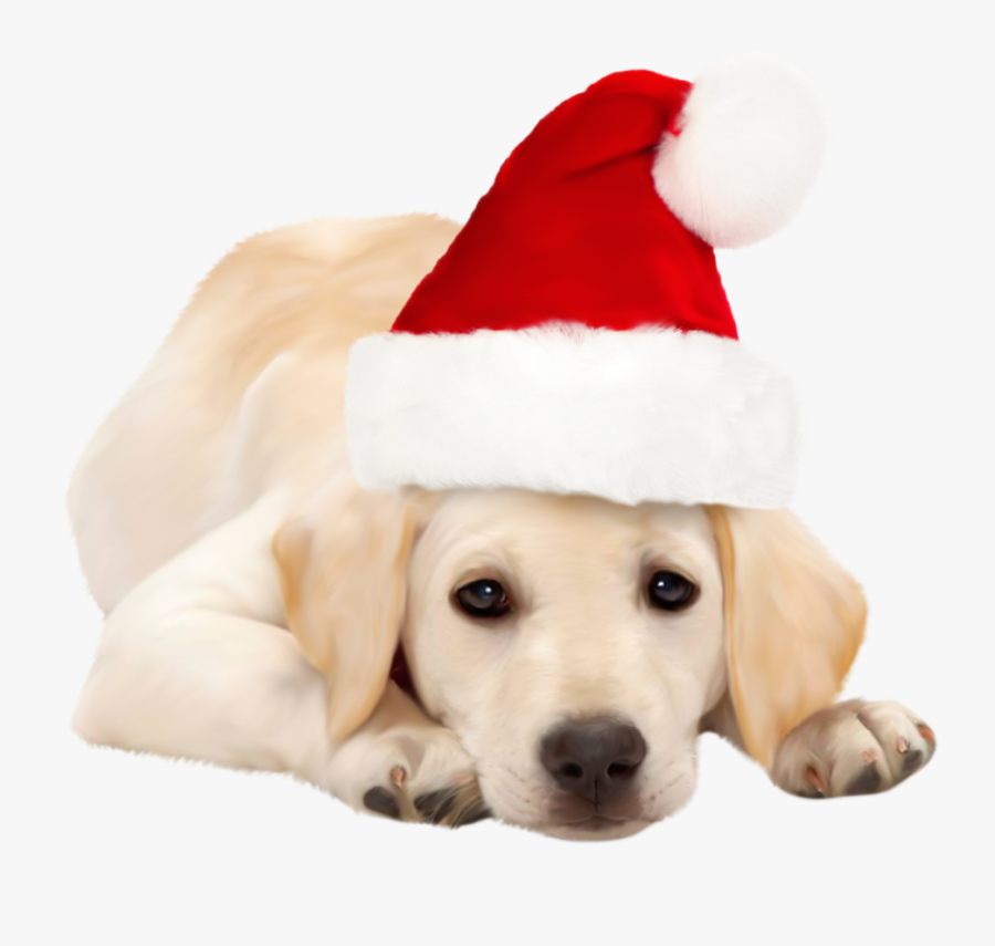 Dog With Santa Hat Png Clipart - Dog With Christmas Hat, Transparent Clipart