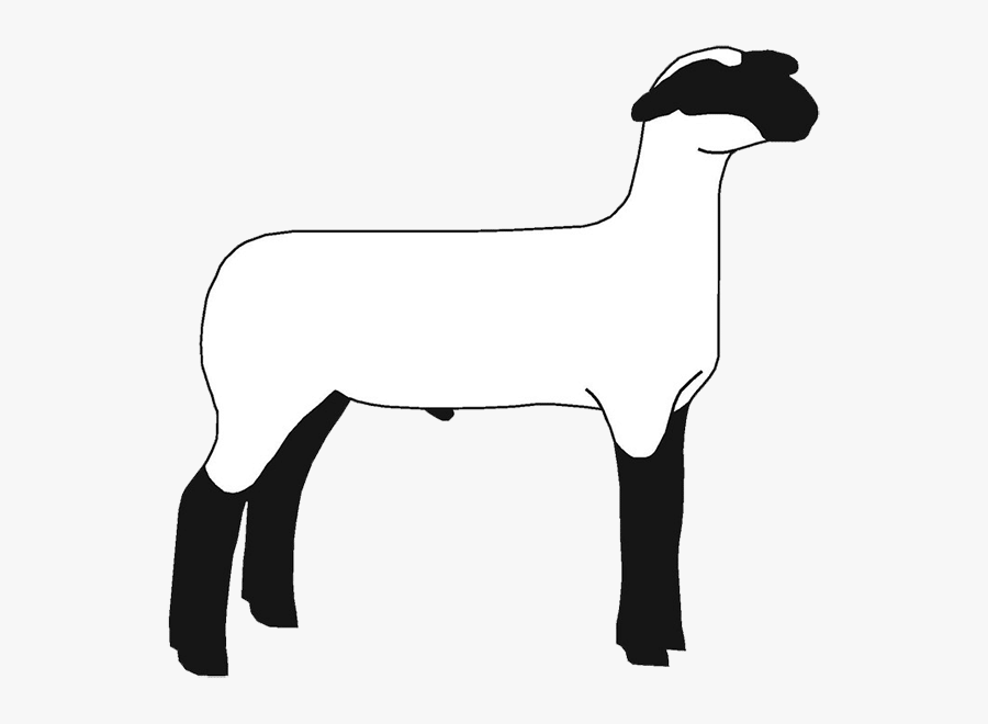 Market Lamb, Transparent Clipart