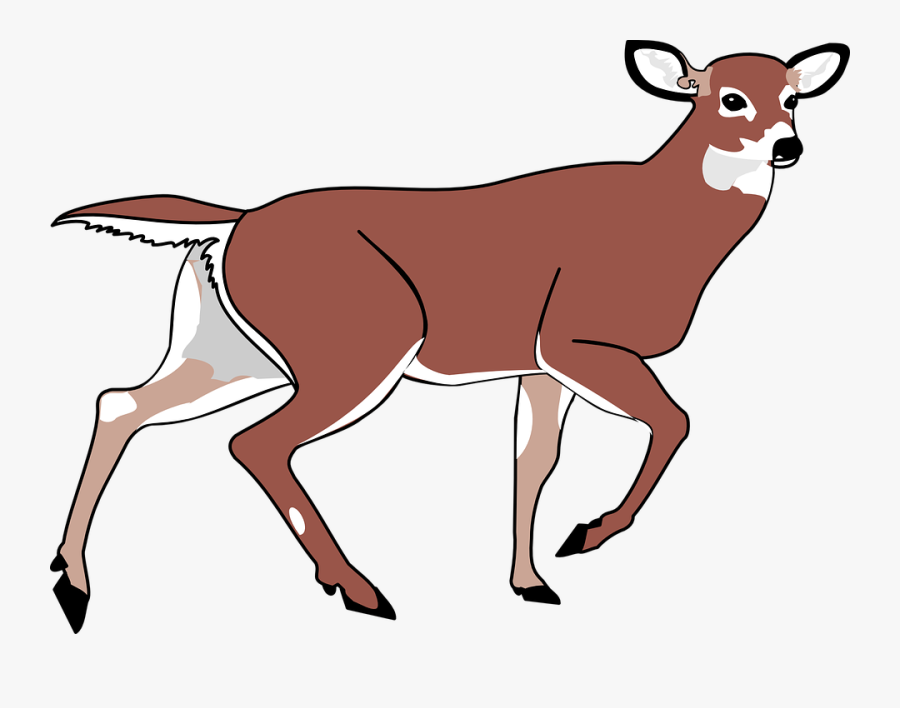 Deer Clip Art - Tipo De Respiracion De Los Mamiferos, Transparent Clipart