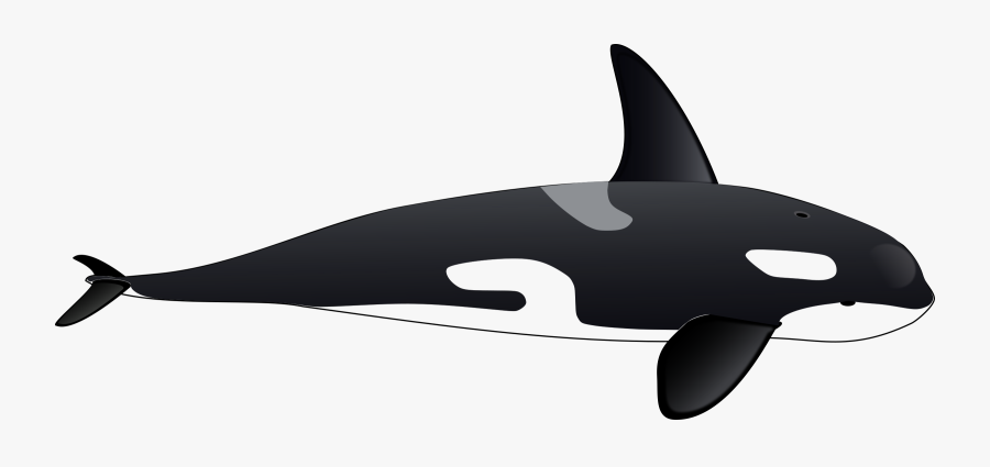 Whales Dolphins And Porpoises,fish,dolphin - Orca Clipart, Transparent Clipart
