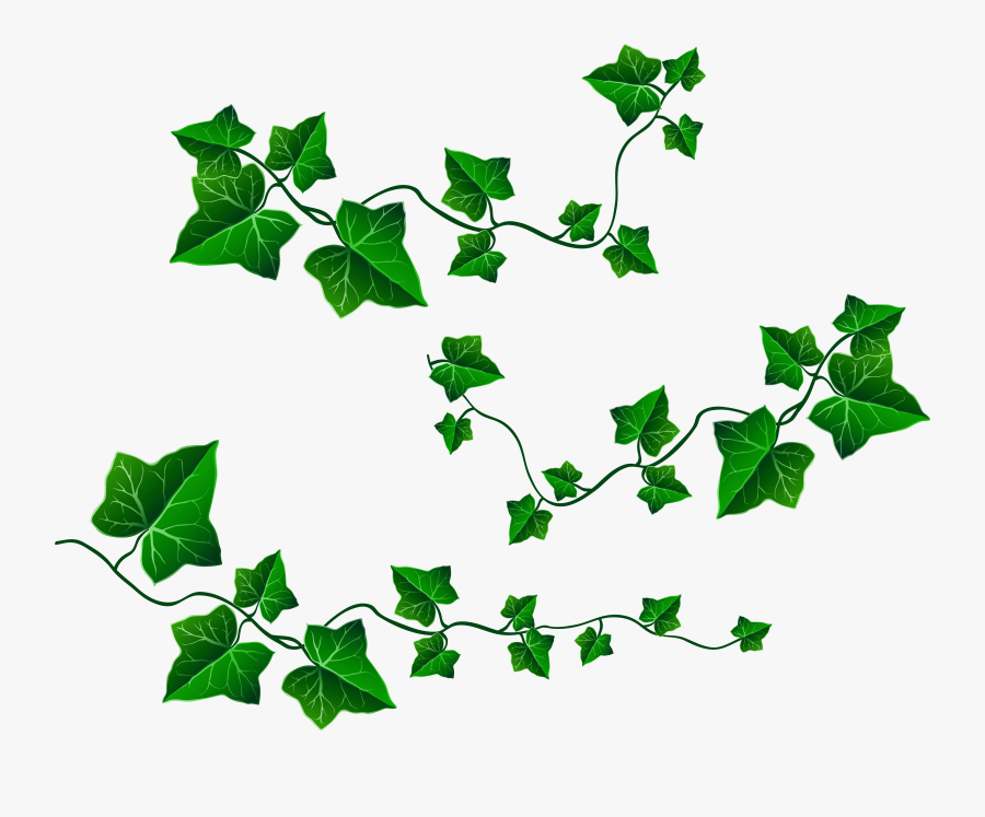 Common Grape Vine Ivy Leaf Clip Art - Ivy Png, Transparent Clipart