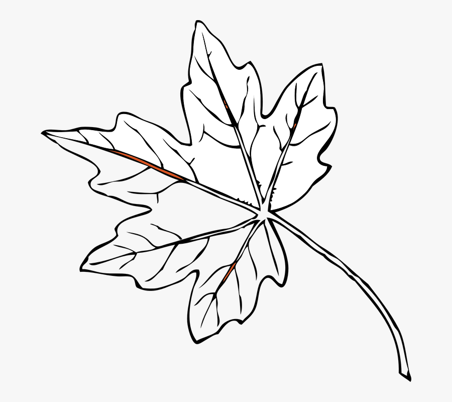Collection Of Outline Of A Tree Drawing - Maple Leaves Black And White, Transparent Clipart