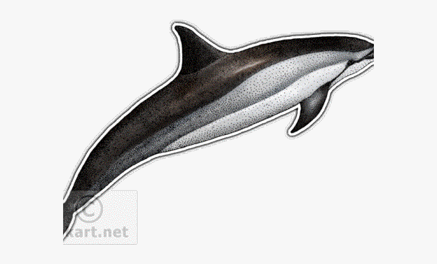 Spinner Dolphin Drawing, Transparent Clipart