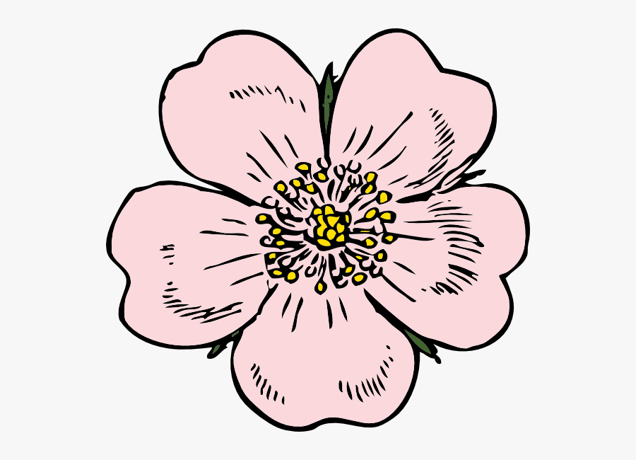 Rose - Clip - Art - Outline - Apple Blossom Flower Drawings, Transparent Clipart