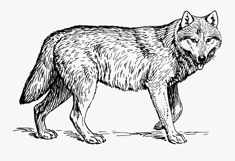 Wolf, Animal, Biology, Canine - Lobo Desenho Para Colorir, Transparent Clipart