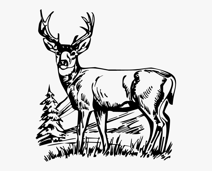 Deer Drawing Outline At Getdrawings - Whitetail Deer Clipart Black And White, Transparent Clipart