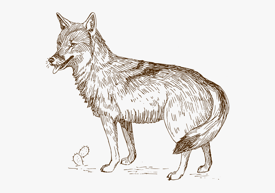 Coyote Clip Art, Transparent Clipart