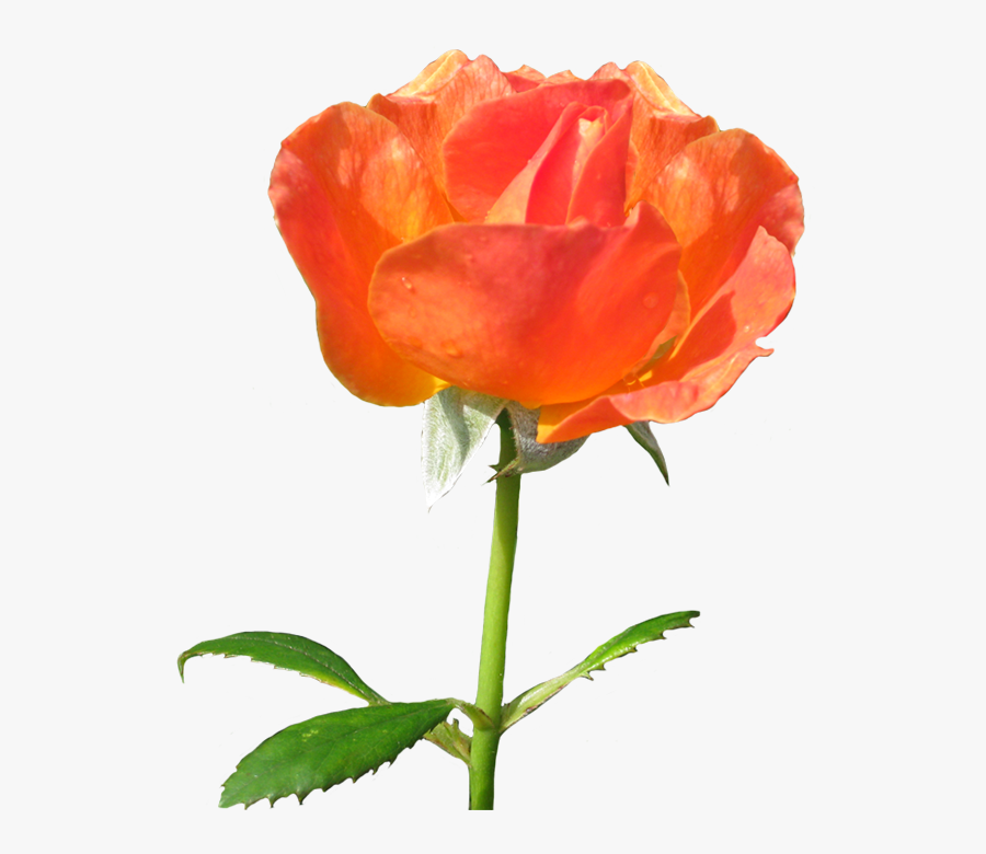 Rose La Sevillana Clipart - Garden Roses, Transparent Clipart
