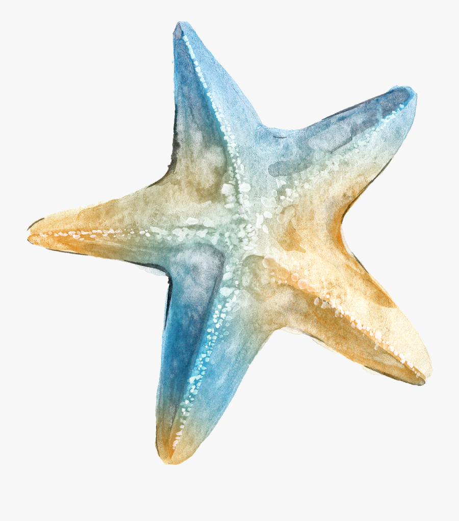 Logo Ta Clip Art - Starfish Hd Transparent Background, Transparent Clipart