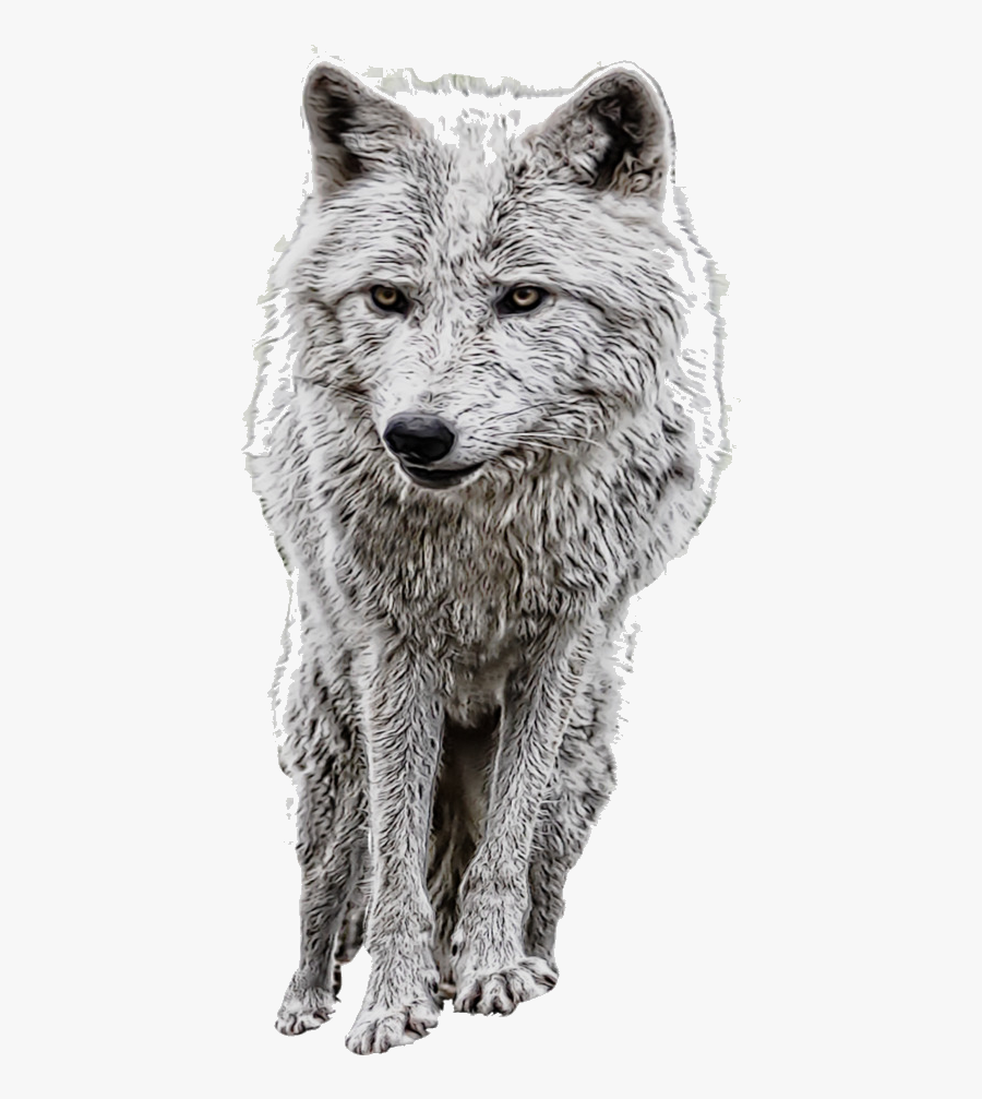 Wolf Arctic Clipart Brown Free On Transparent Png - Chó Sói Ảnh Màn Hình, Transparent Clipart