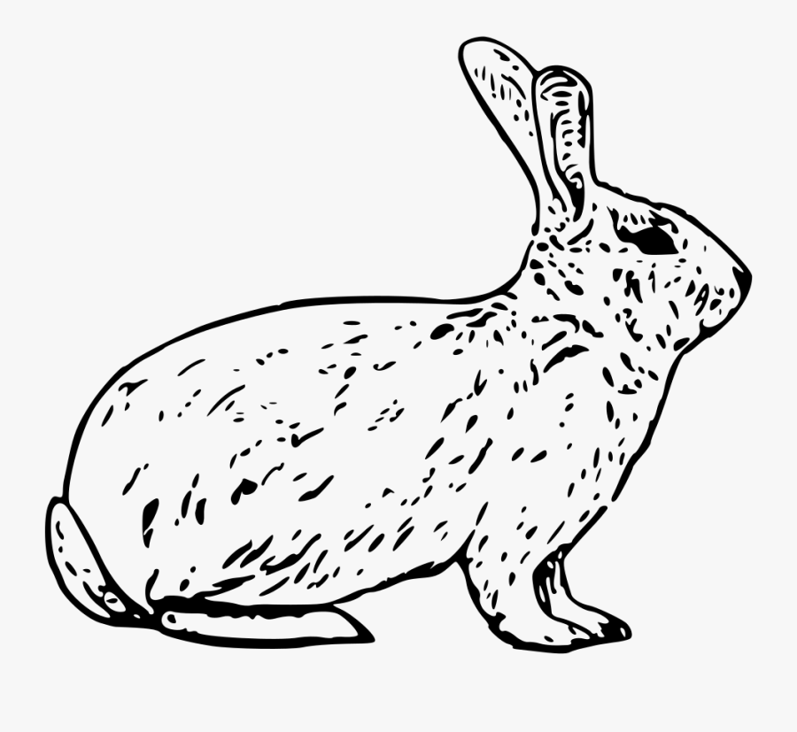 French Rabbit Clipart, Vector Clip Art Online, Royalty - Cortes De Carne De Conejo, Transparent Clipart