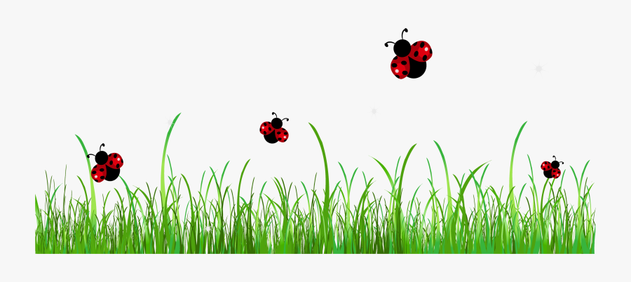 Ladybugs Png, Transparent Clipart