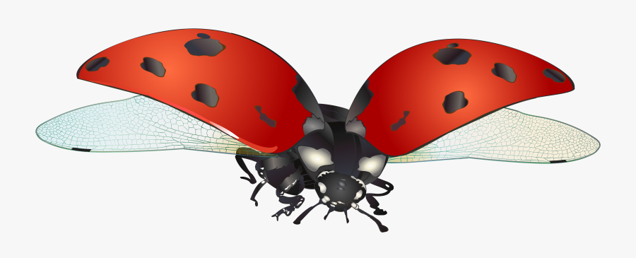 Spring Clip Art Lady Bug - Clipart Flying Lady Bird, Transparent Clipart