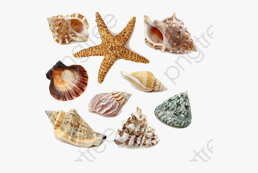 Transparent Seashells Clipart - Sea Shells Png , Free Transparent ...